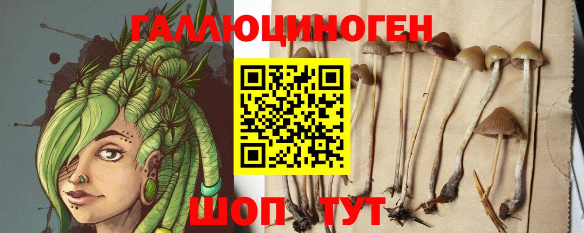 Галлюциногенные грибы GOLDEN TEACHER  Вход с VPN  Псилоцибиновые грибы Psilocybine cubensis  Тверь 